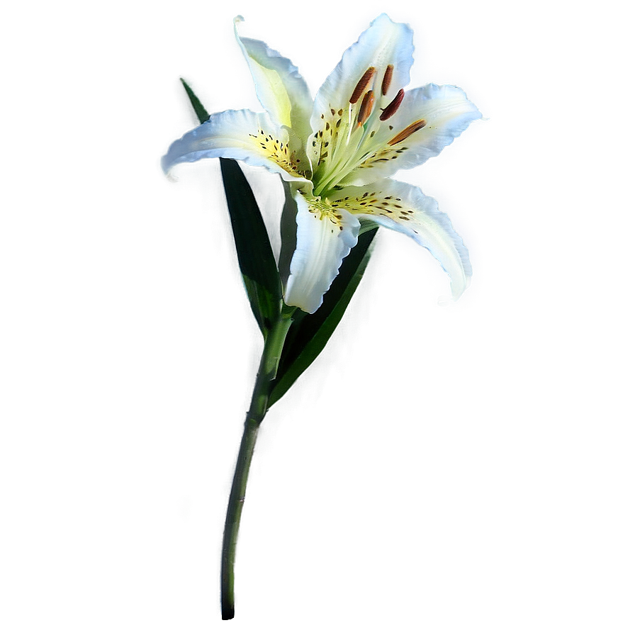 Lily Stem Png Qcp