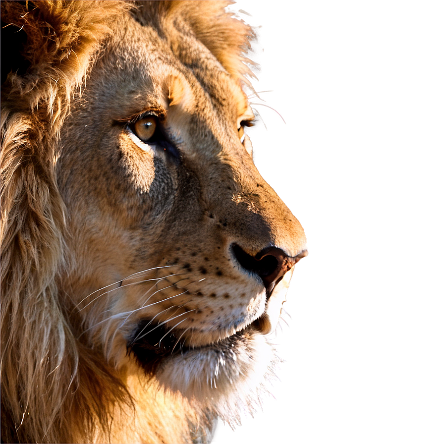 Lion Face Close-up Png Jvf25