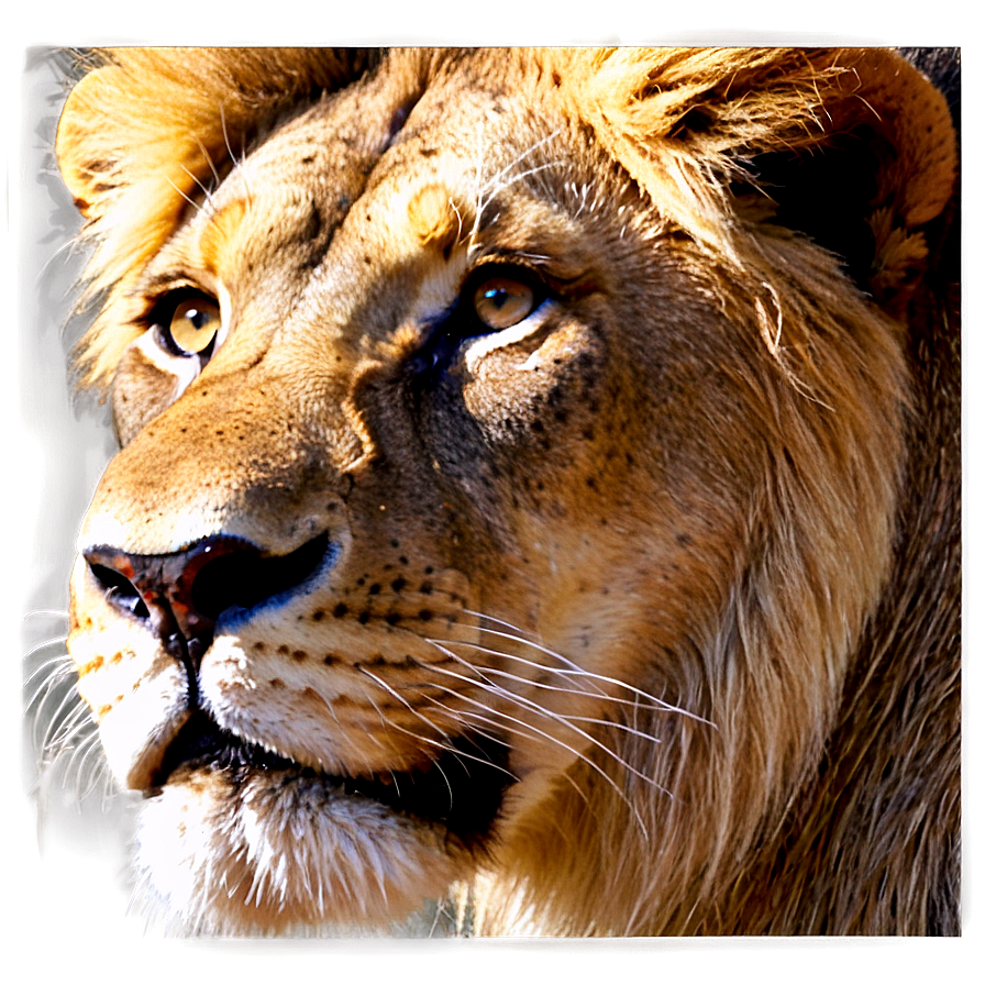 Lion Face In Shadows Png 34