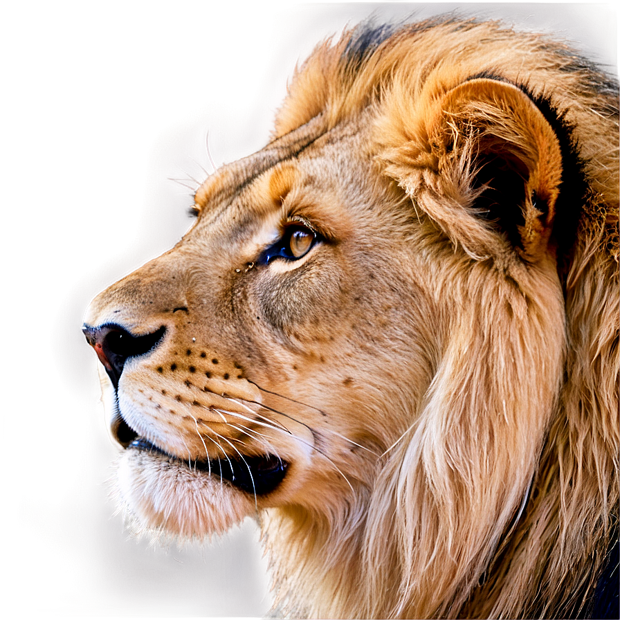 Lion Face In The Wild Png 21