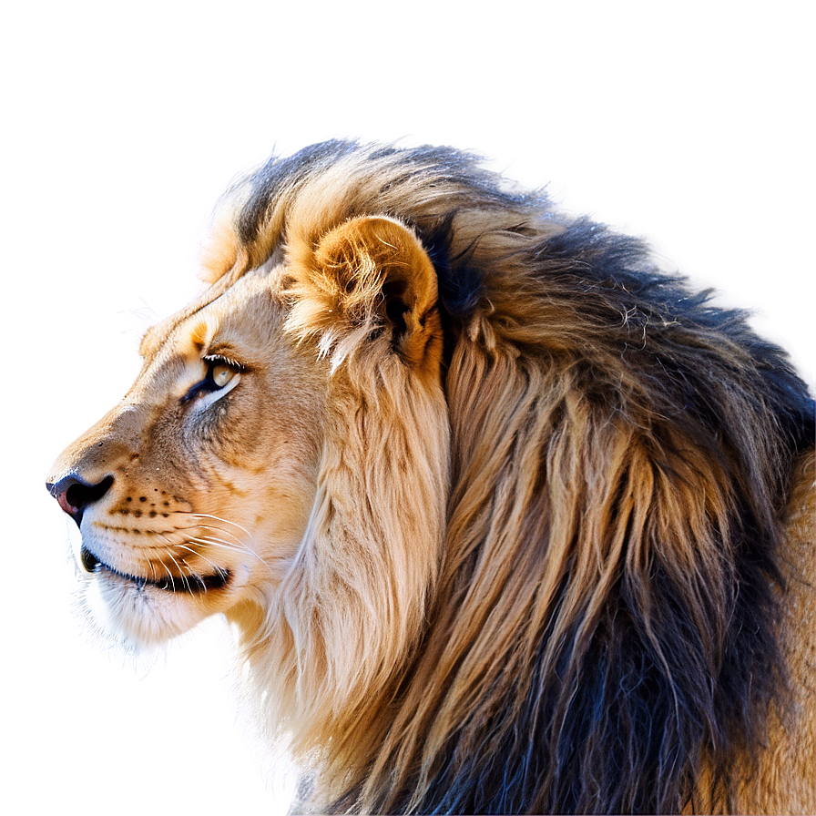 Lion Of Judah Ascendant Png Cpy