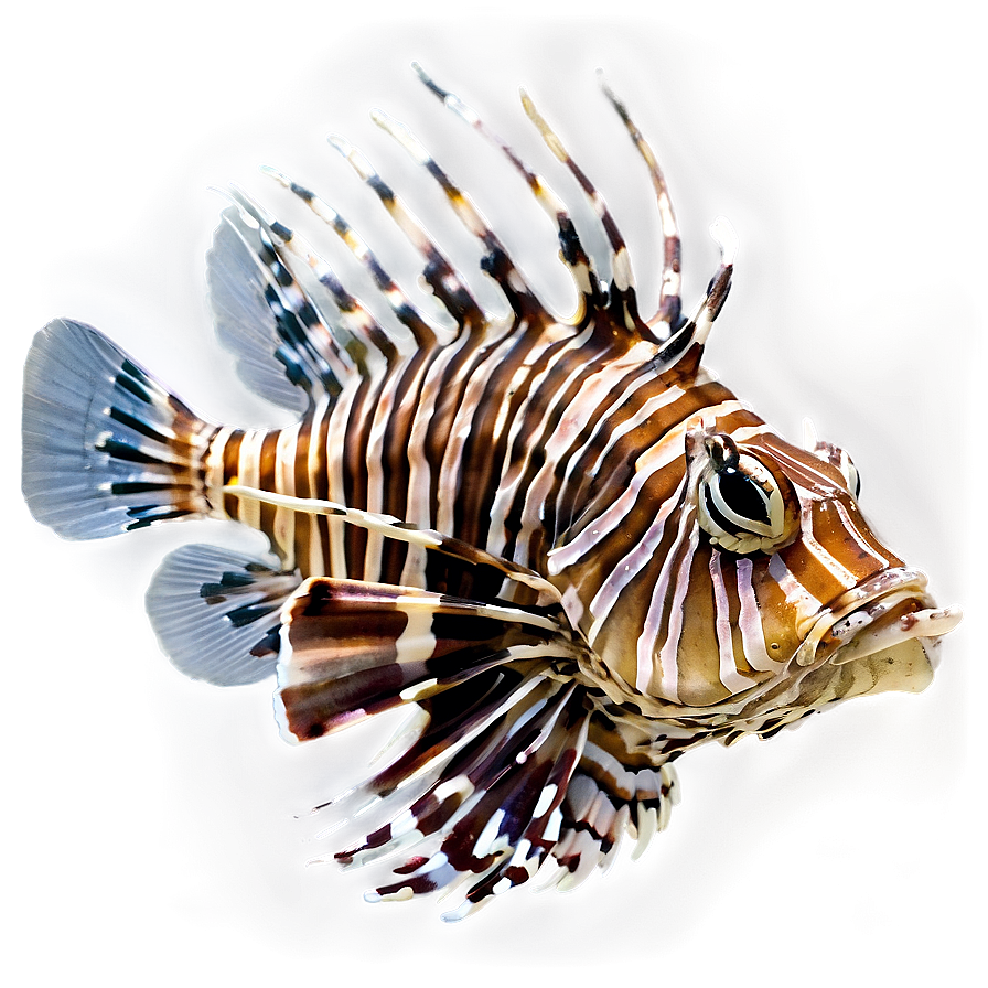 Lionfish Close-up Png 06292024