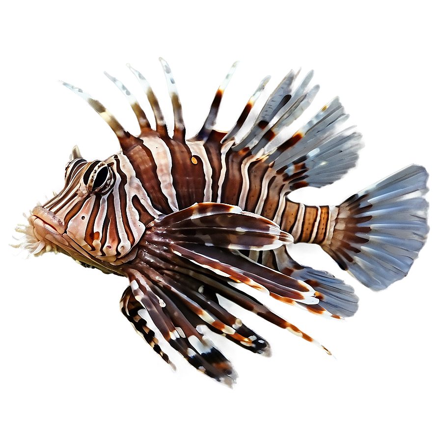 Lionfish Close-up Png 06292024