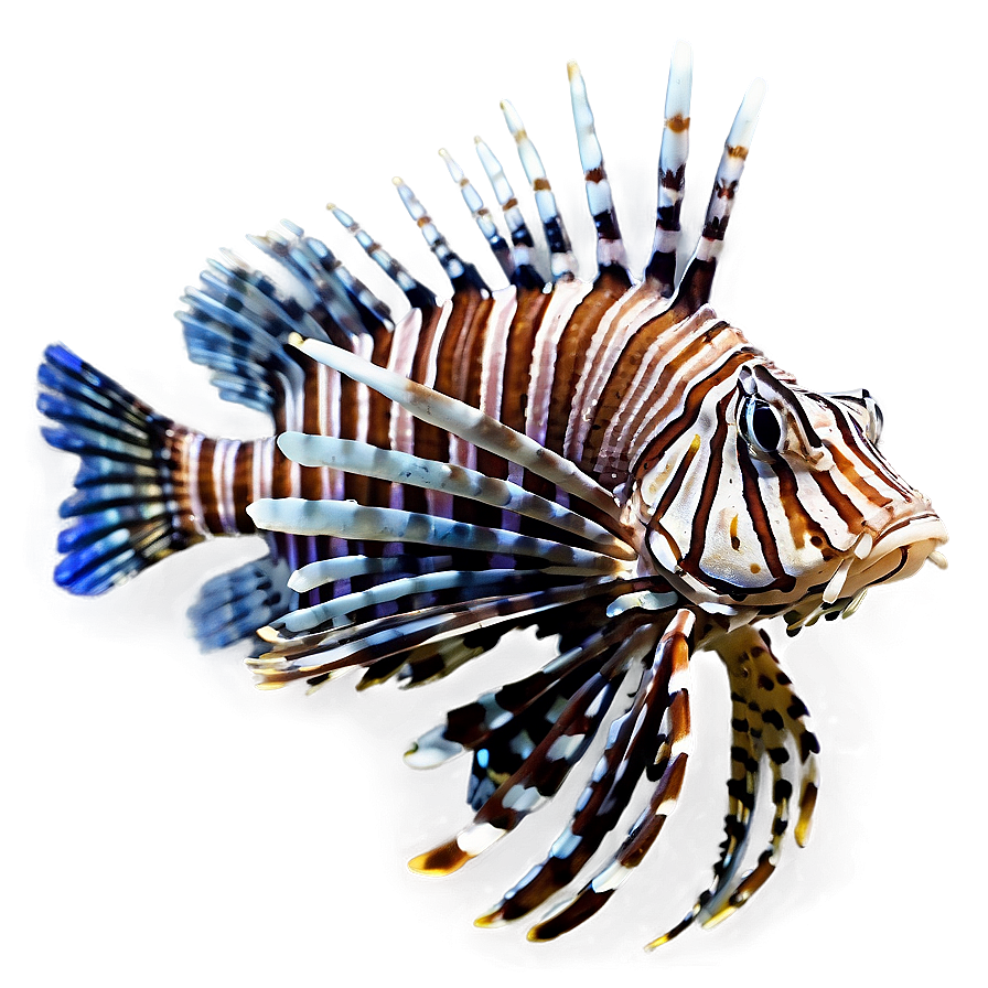 Lionfish Isolated On White Png 06292024