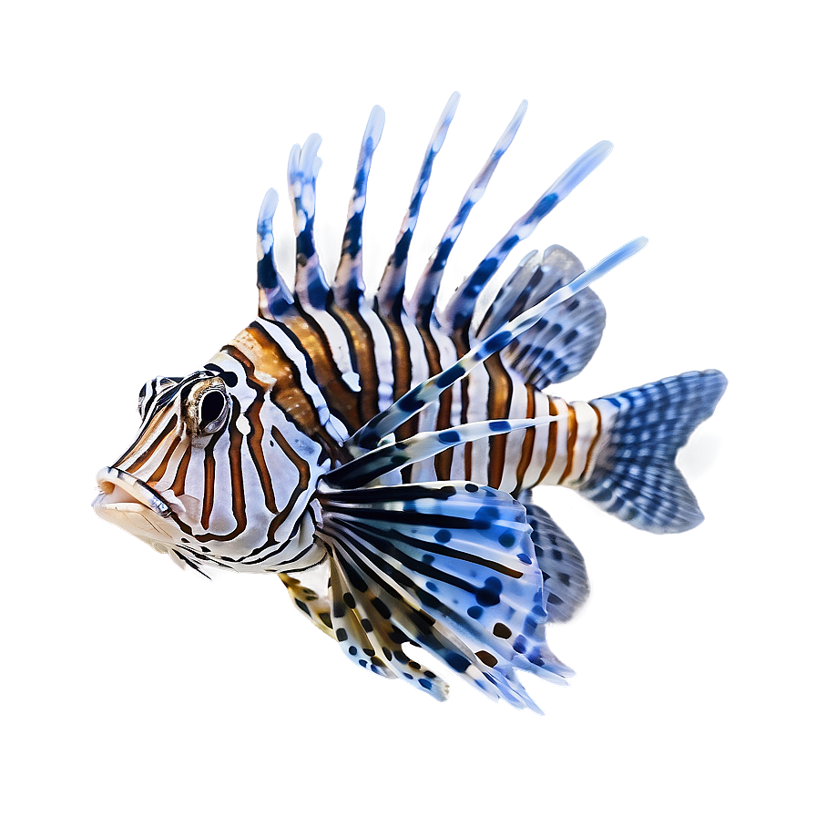 Lionfish Tank Png 27