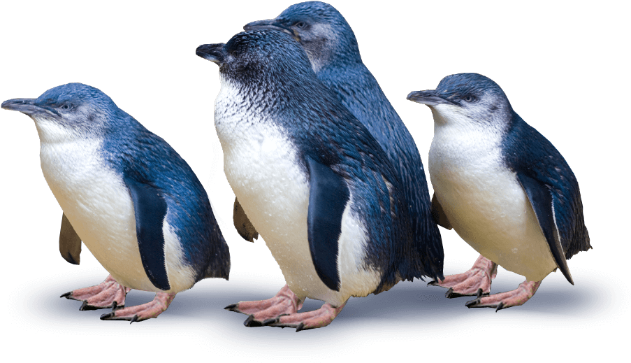 Little Blue Penguins New Zealand