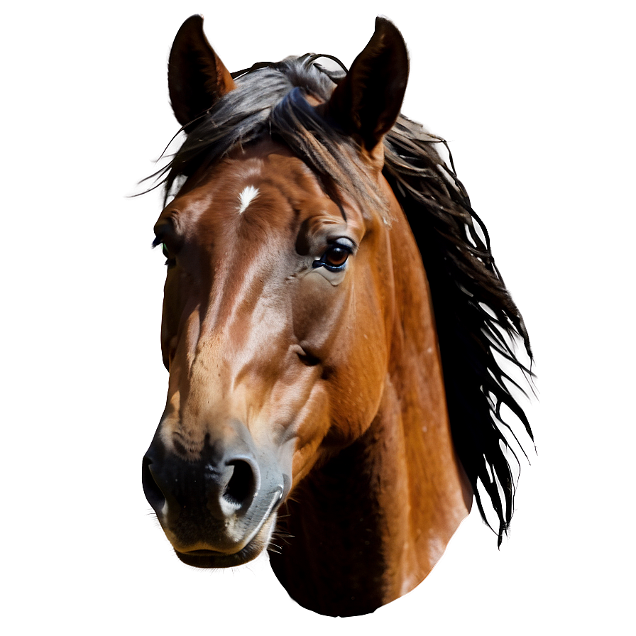 Lively Horse Head Composition Png Tyy