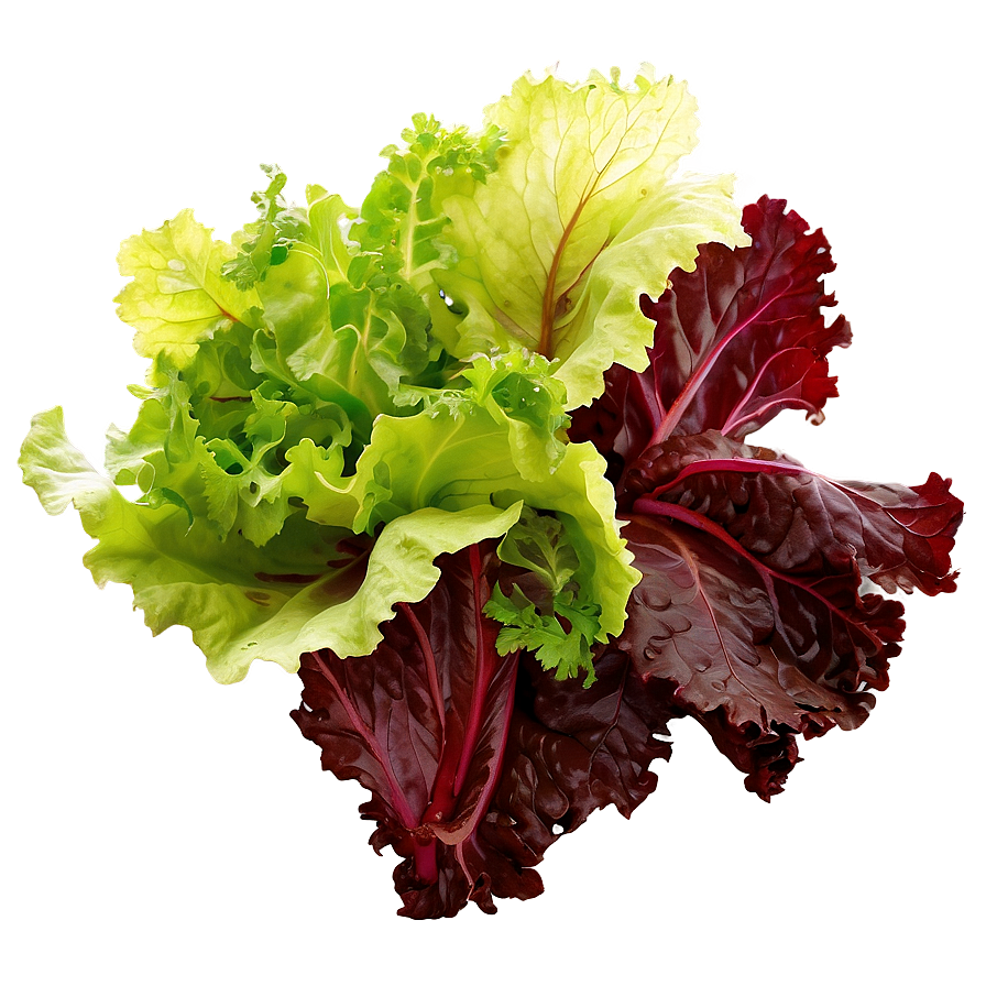 Lollo Rosso Lettuce Png Ksb