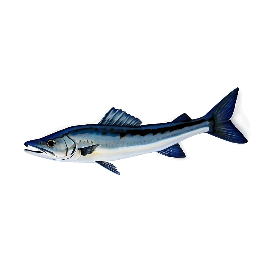 Lone Barracuda Png 06252024