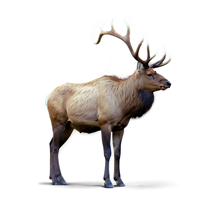 Lone Elk Png 05242024