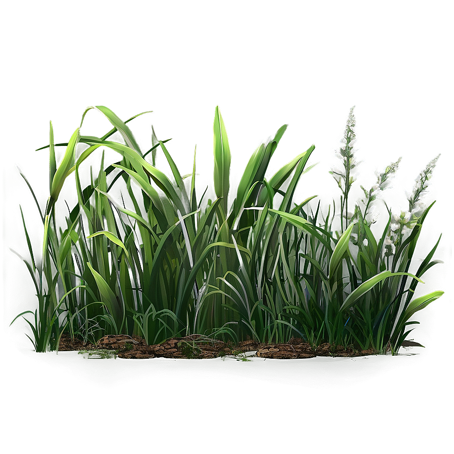 Long Green Grass Png 06262024