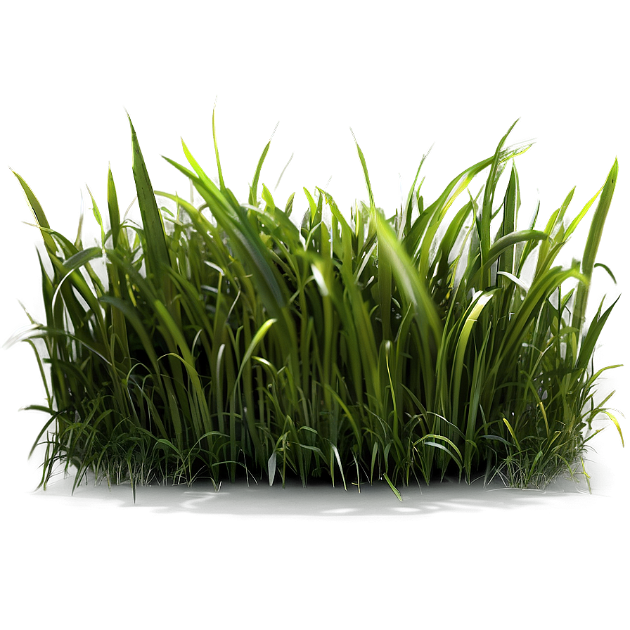 Long Green Grass Png 06262024