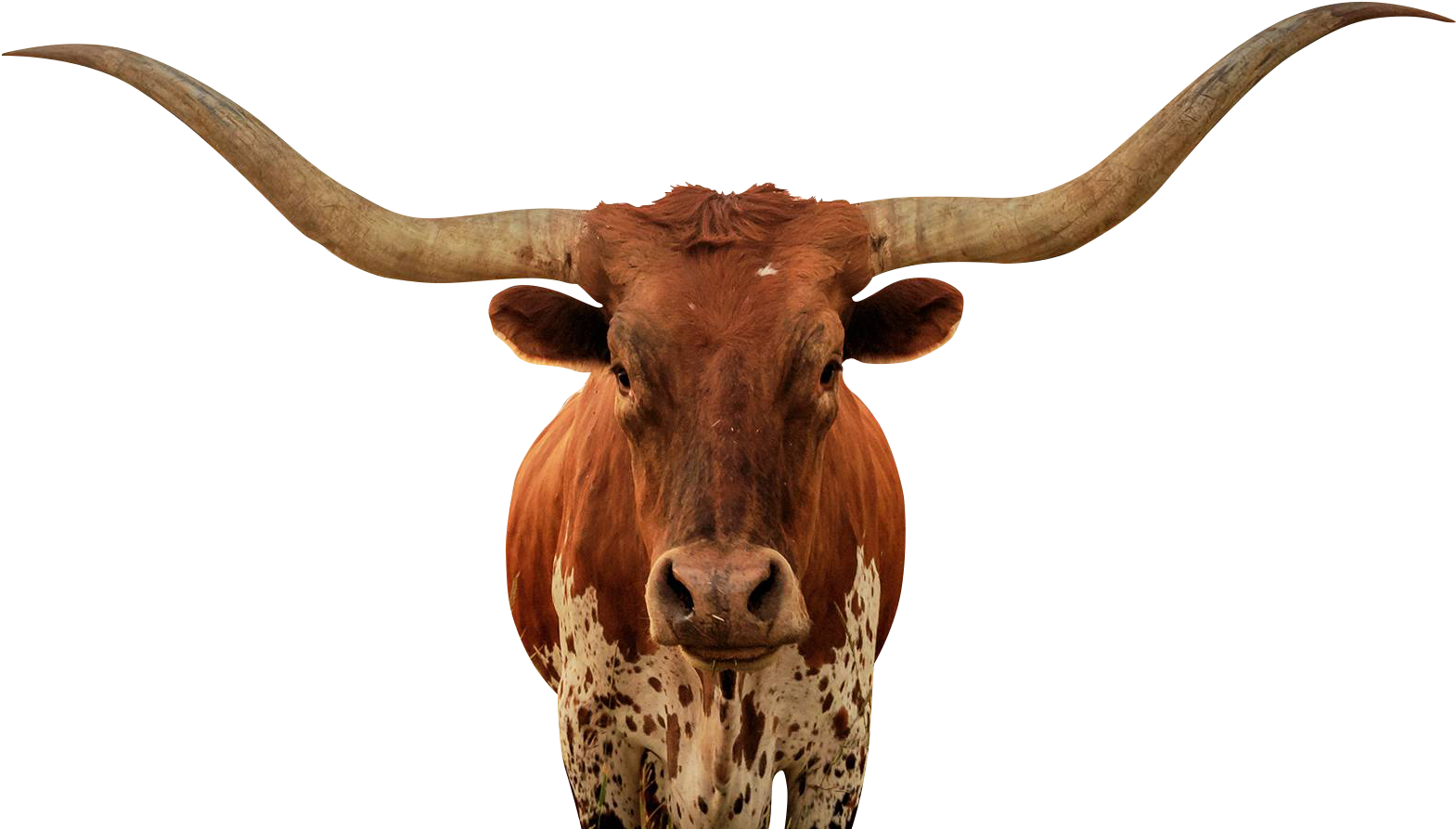 Longhorn Bull Portrait