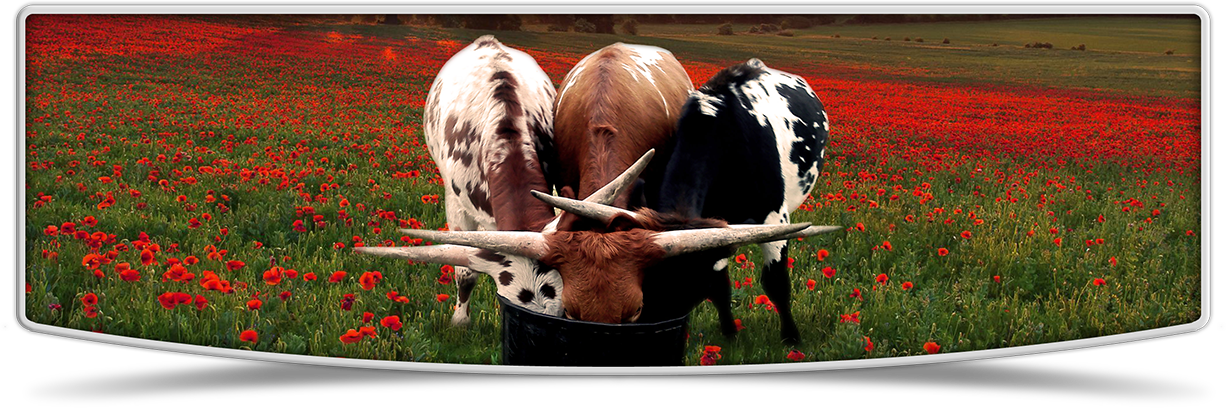 Longhorn Cattle Feedingin Poppy Field