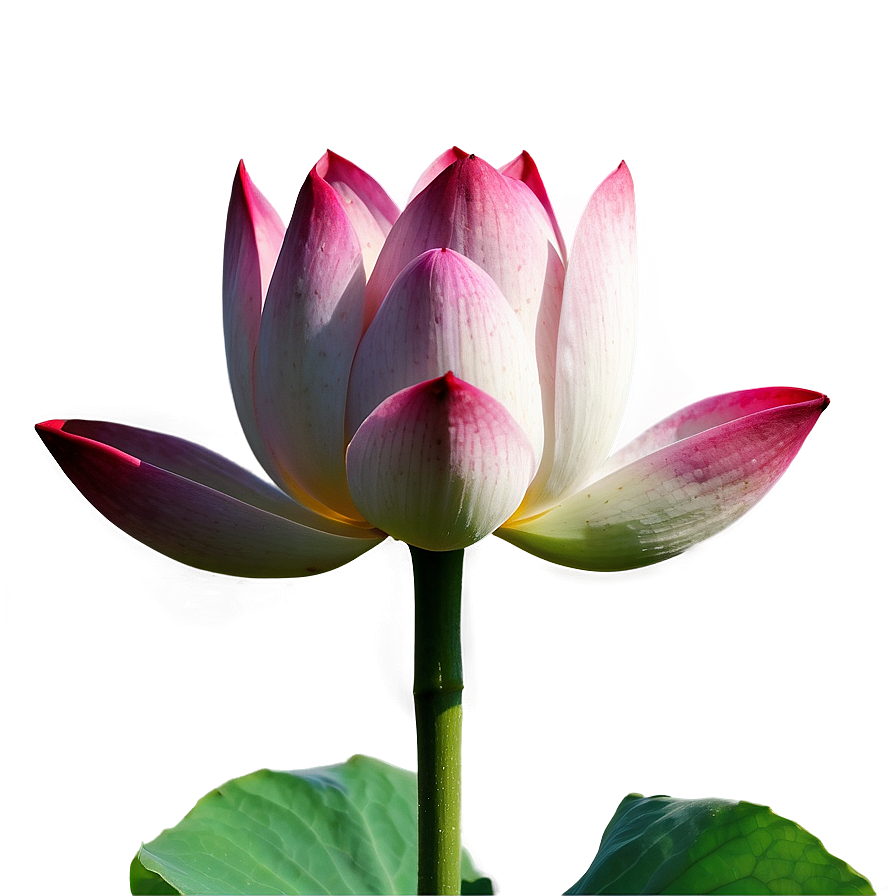 Lotus Bud Png Din