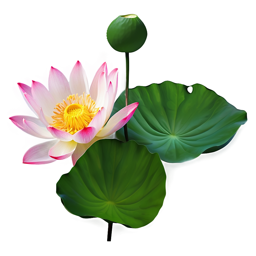 Lotus Flower Transparent Png Wjs24