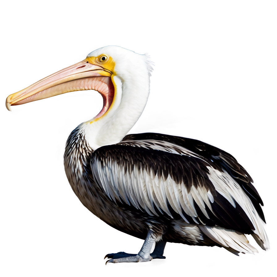 Louisiana Pelican Png 37