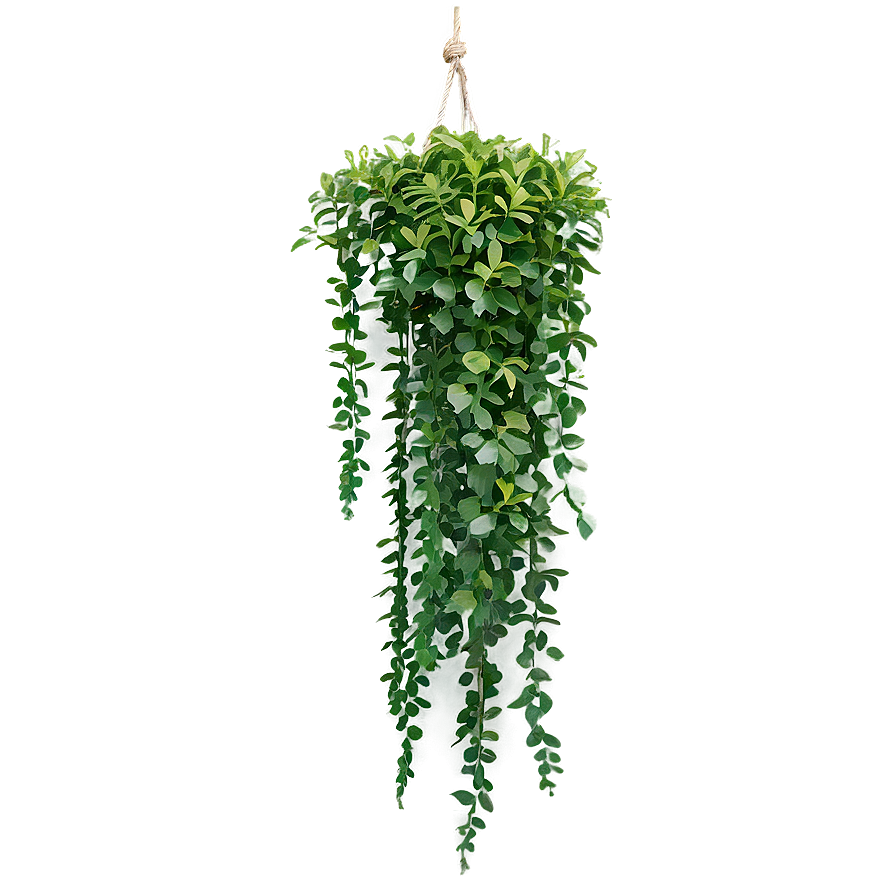 Low Maintenance Hanging Plant Png Gjm88