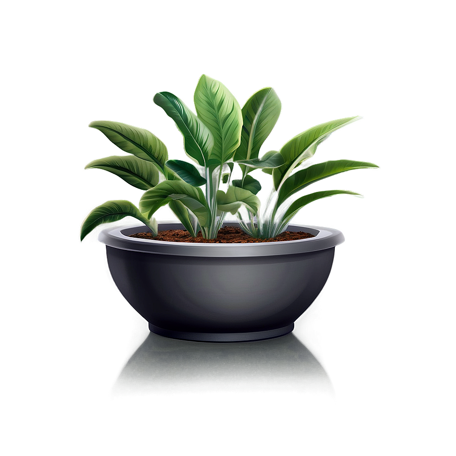 Low Maintenance Plant Png Qsf