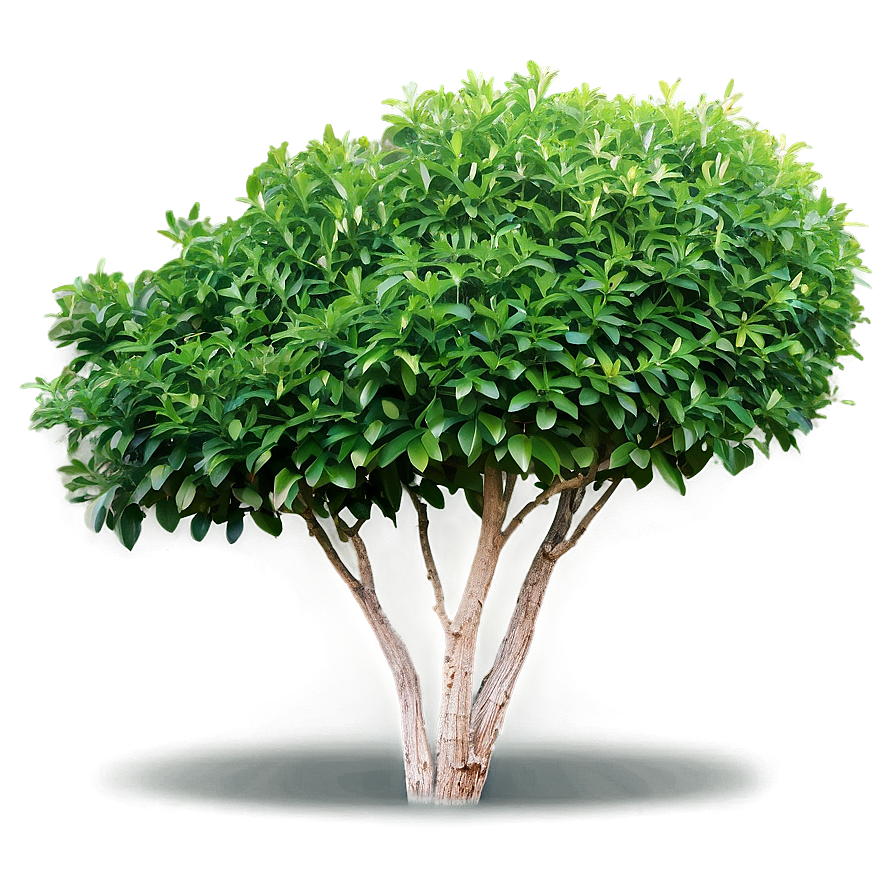 Low Maintenance Shrubs Png Fca29