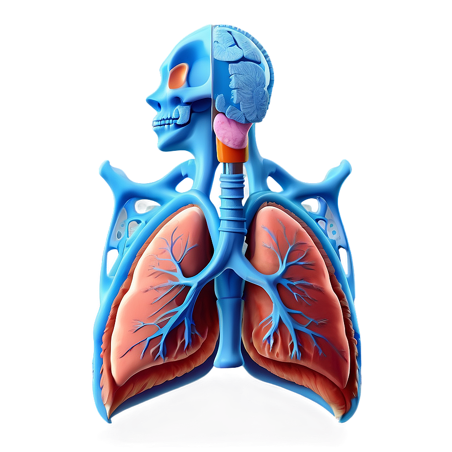 Lung Anatomy Png Kbx