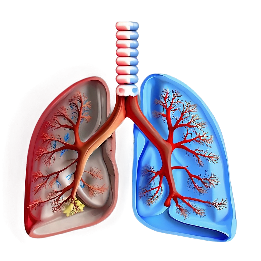 Lungs Anatomy Labelled Png 05232024