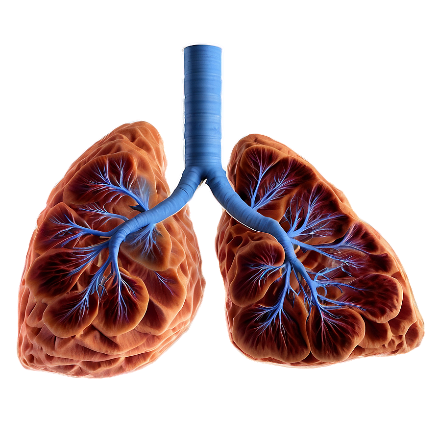 Lungs Environmental Impact Png 71