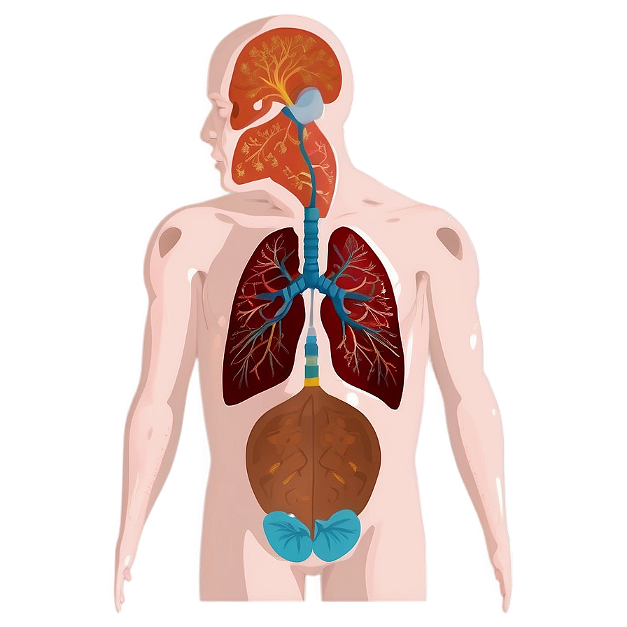 Lungs In Human Body Png Hcm