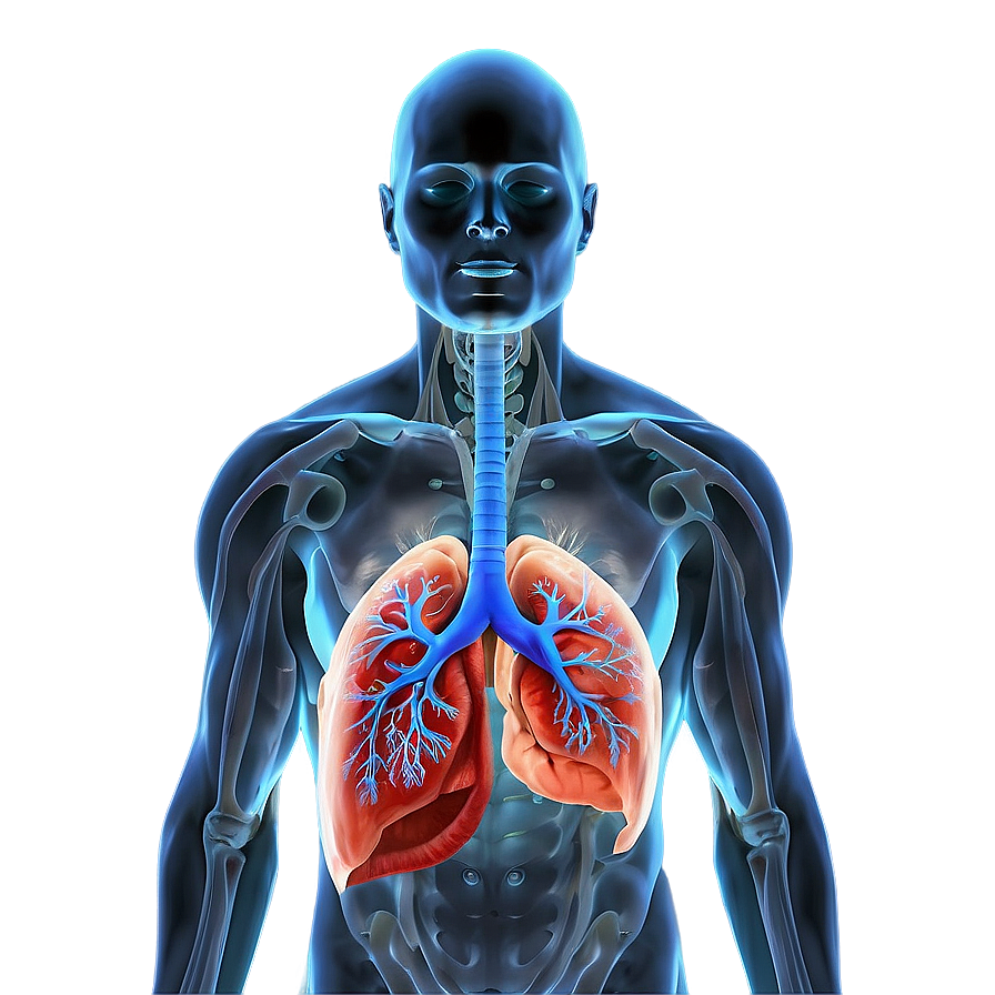 Lungs In Human Body Png Wco24