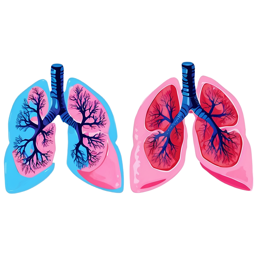 Lungs In Pink And Blue Png 05232024