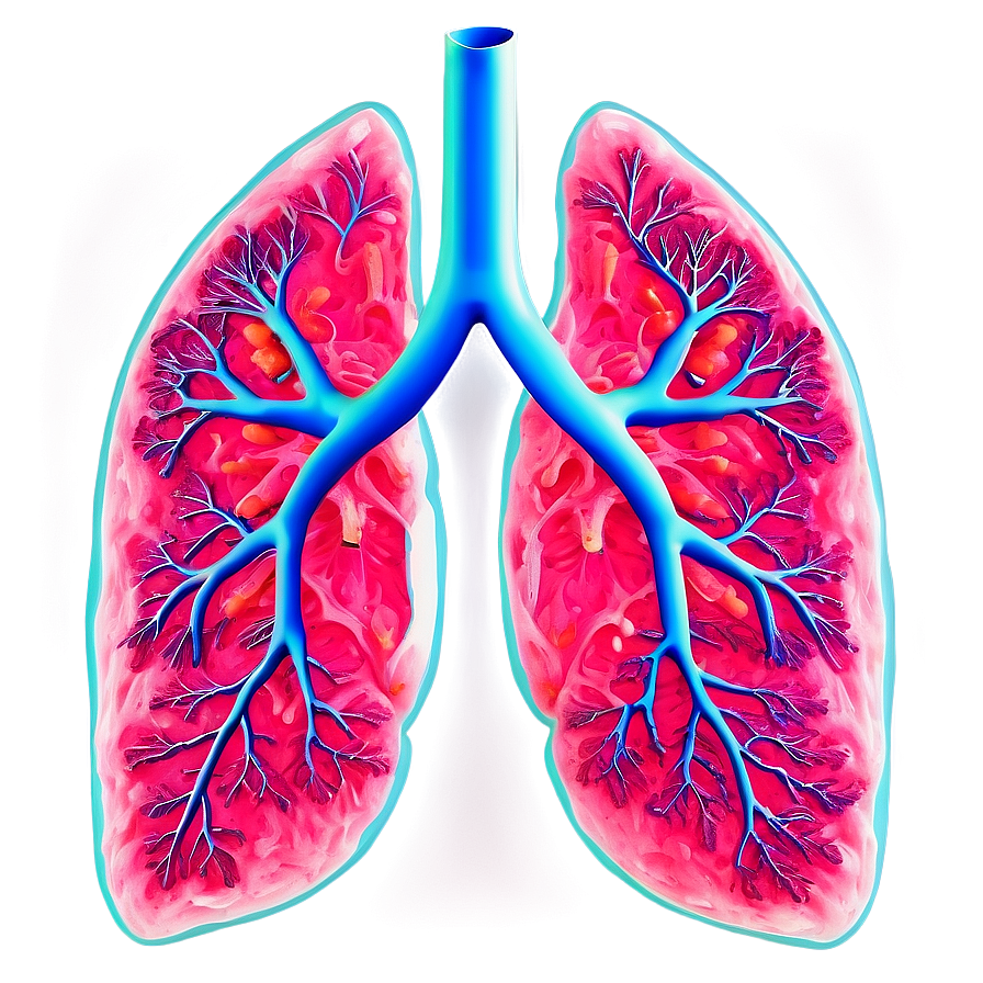 Lungs In Pink And Blue Png 05232024