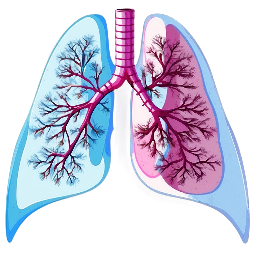 Lungs In Pink And Blue Png Rhl39