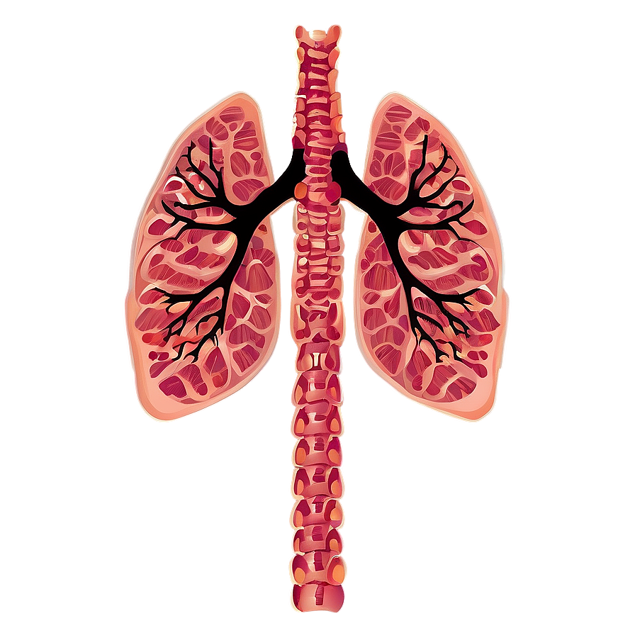 Lungs With Ribcage Outline Png 55