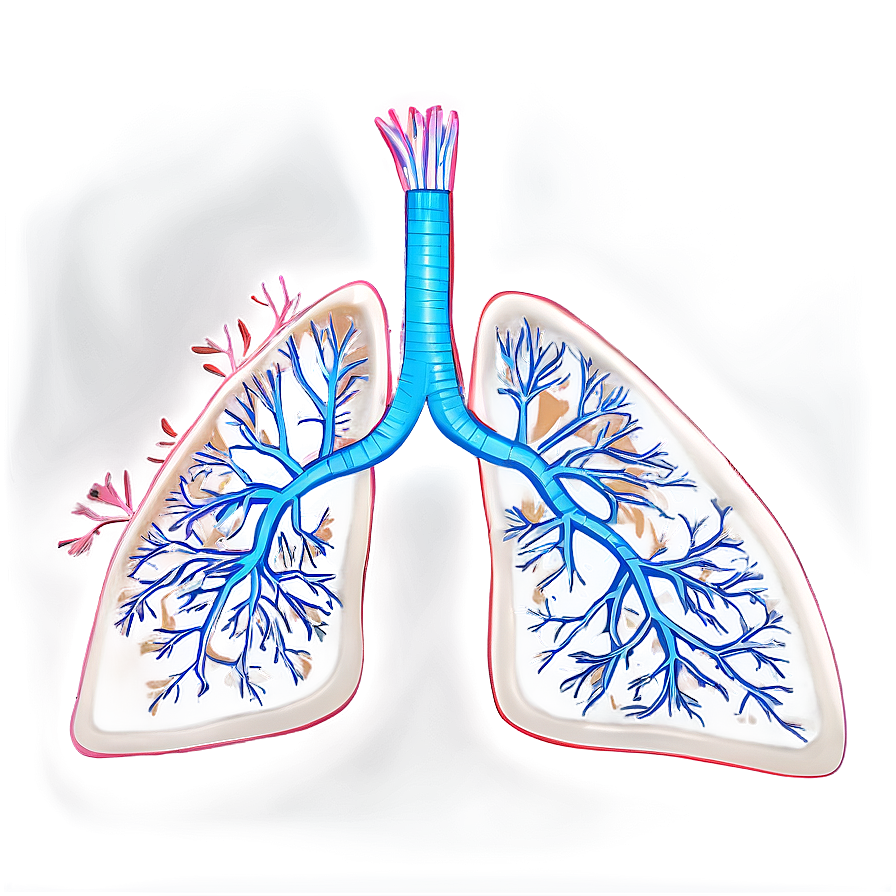 Lungs With Tree Roots Png Wlq75