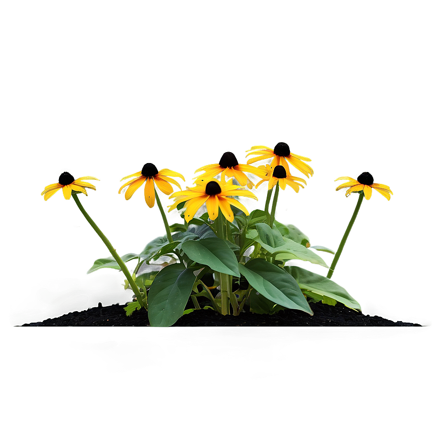 Lush Black Eyed Susan Landscape Png Eww2