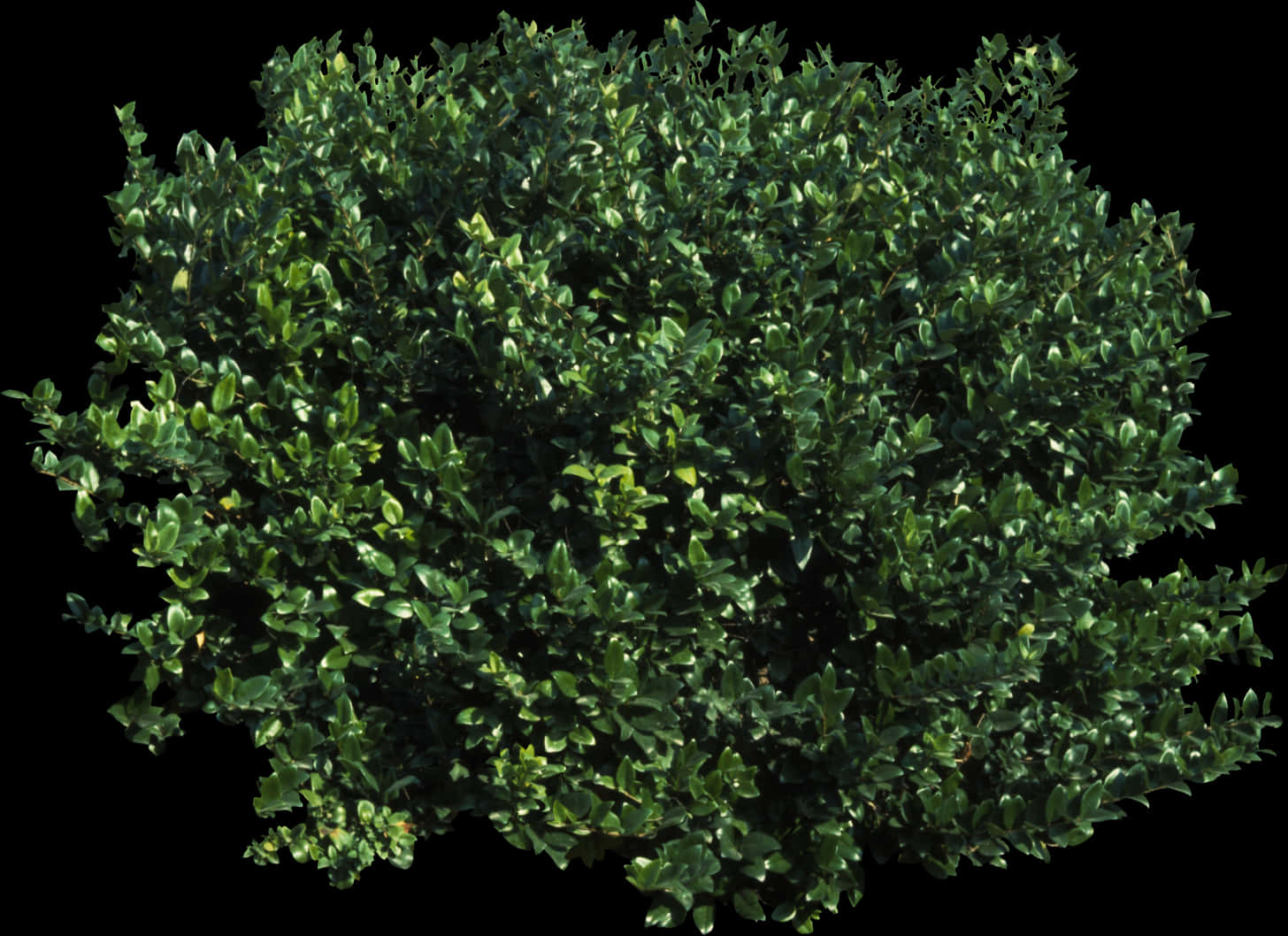 Lush Green Bush Black Background