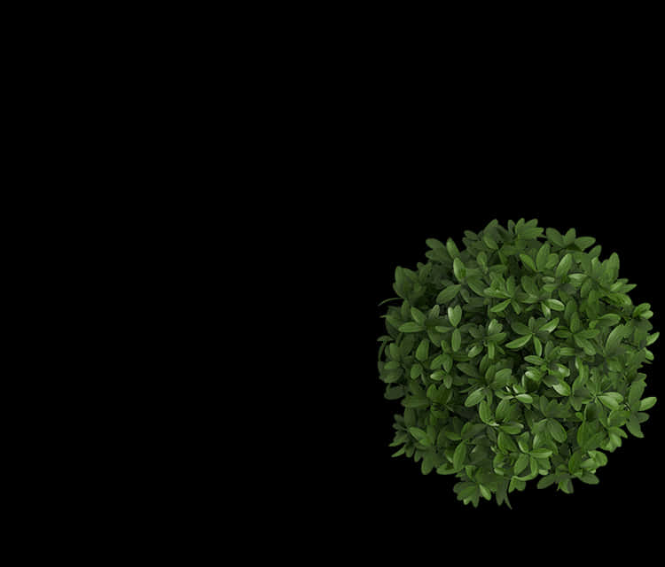 Lush Green Bush Black Background