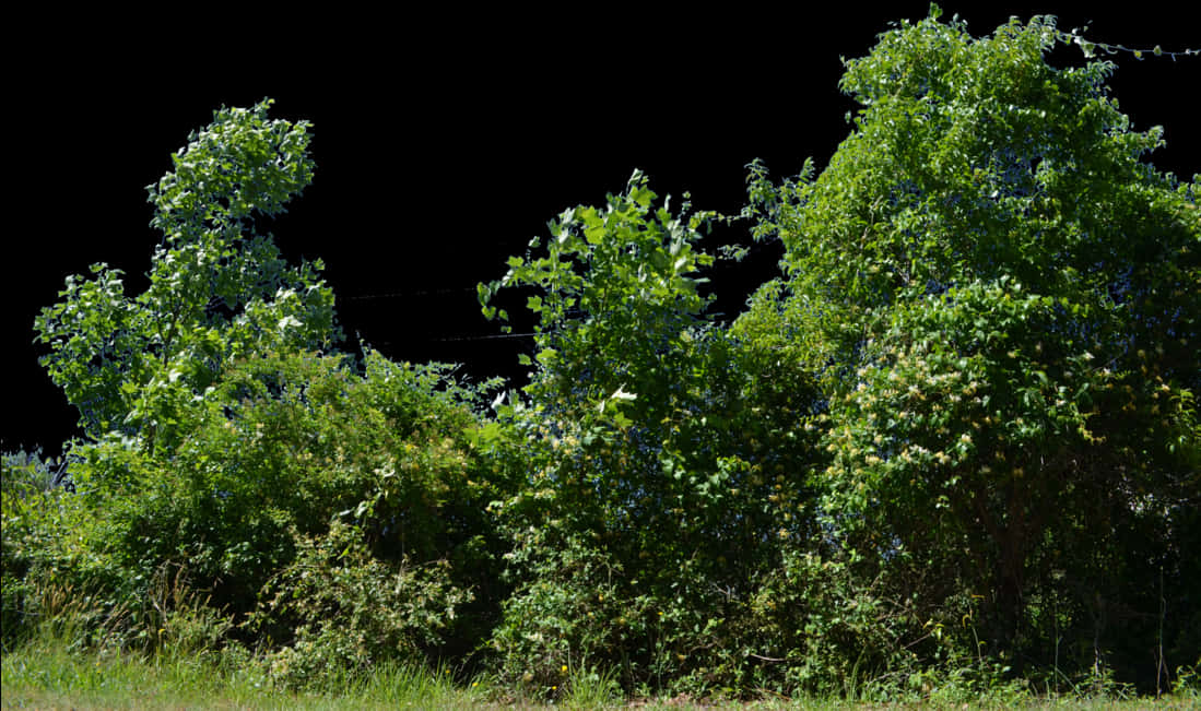 Lush Green Bushes Black Background