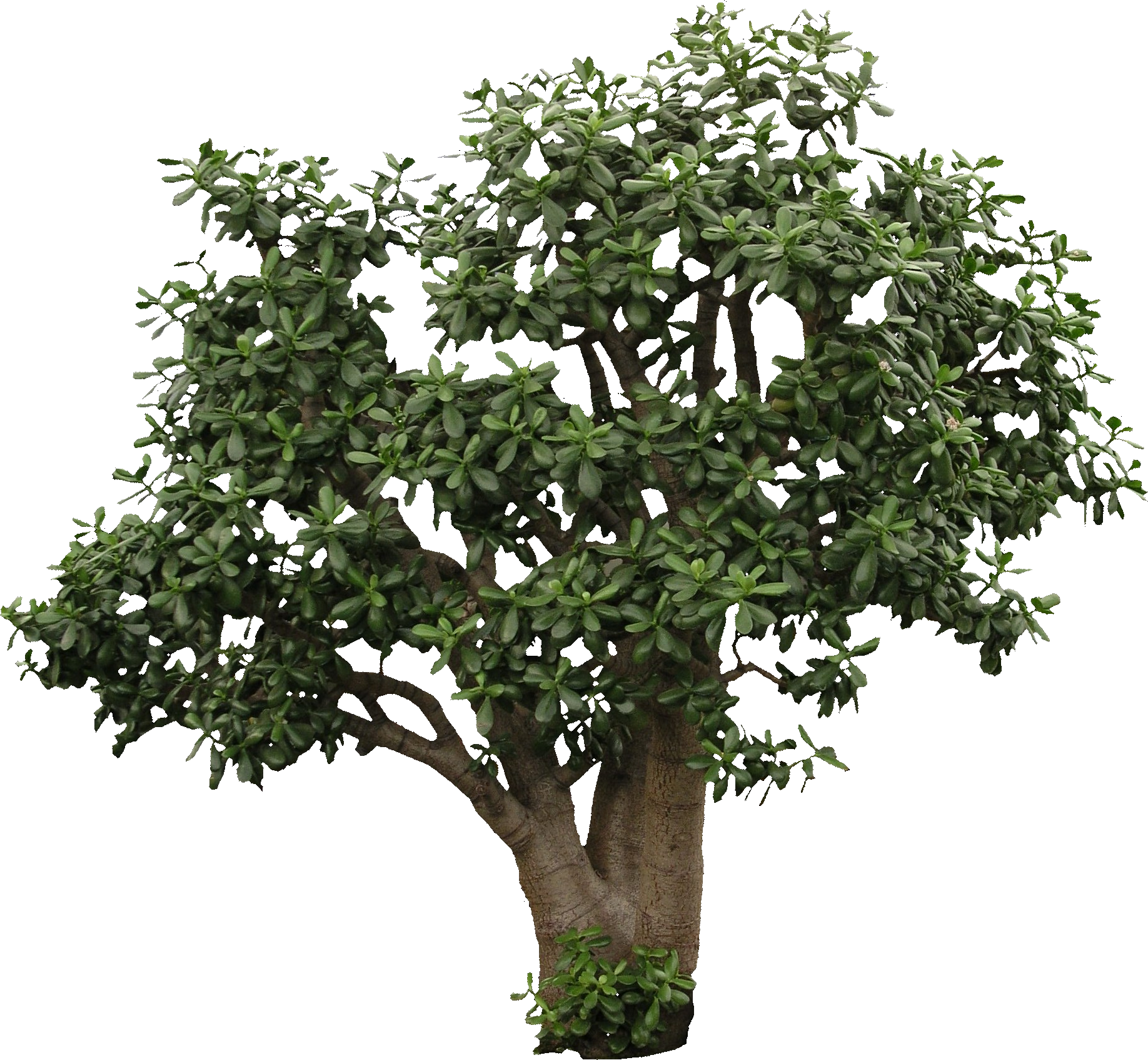 Lush Green Flower Tree Isolated