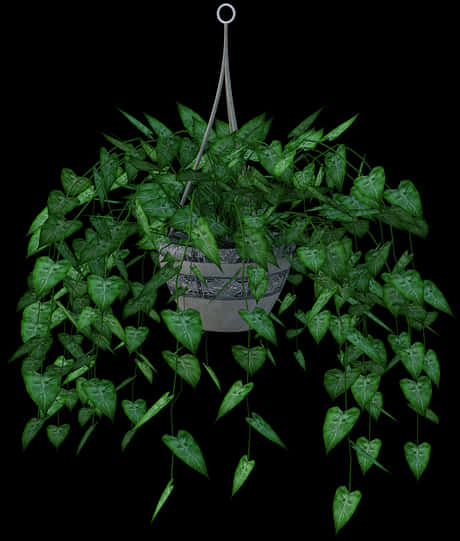 Lush Green Hanging Plant Black Background.jpg