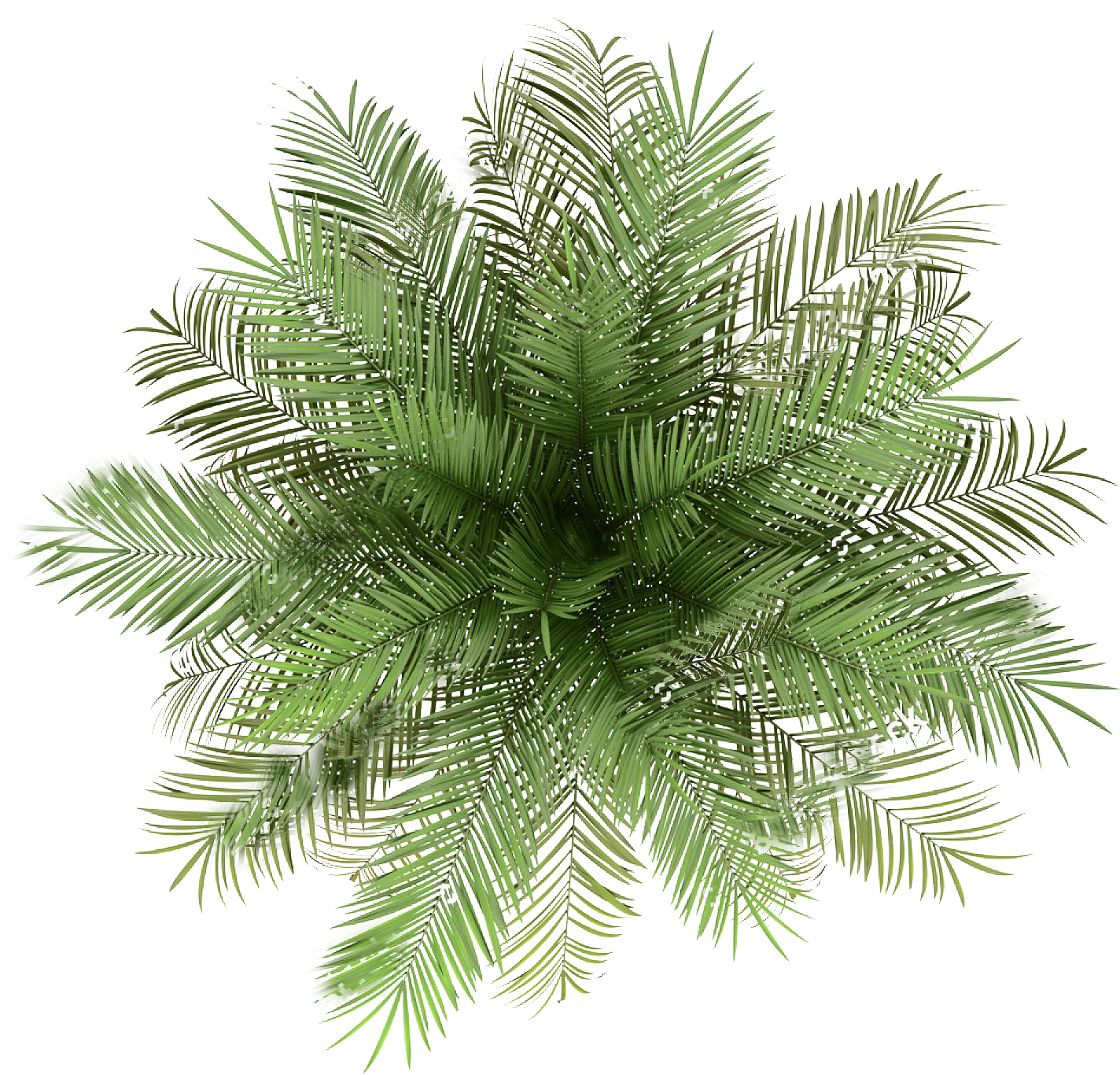 Lush Green Palm Fronds Top View