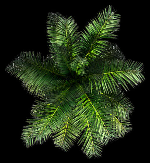 Lush Green Palm Fronds Top View