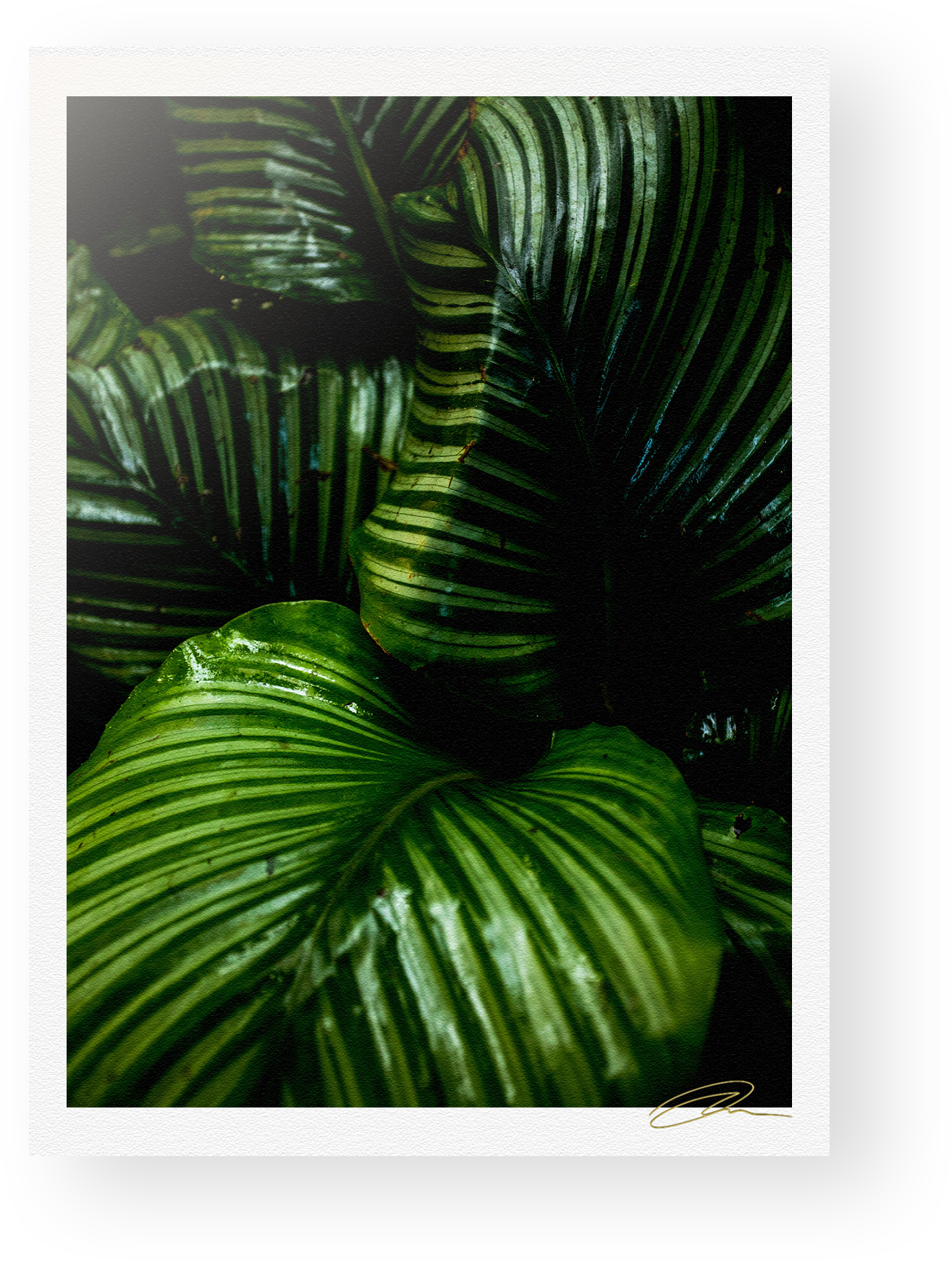Lush Green Rainforest Foliage