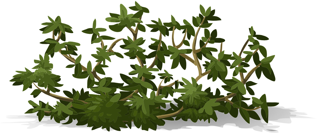 Lush Green Shrub Illustration