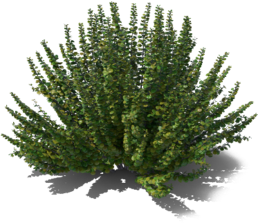 Lush Green Shrub Isolated.png