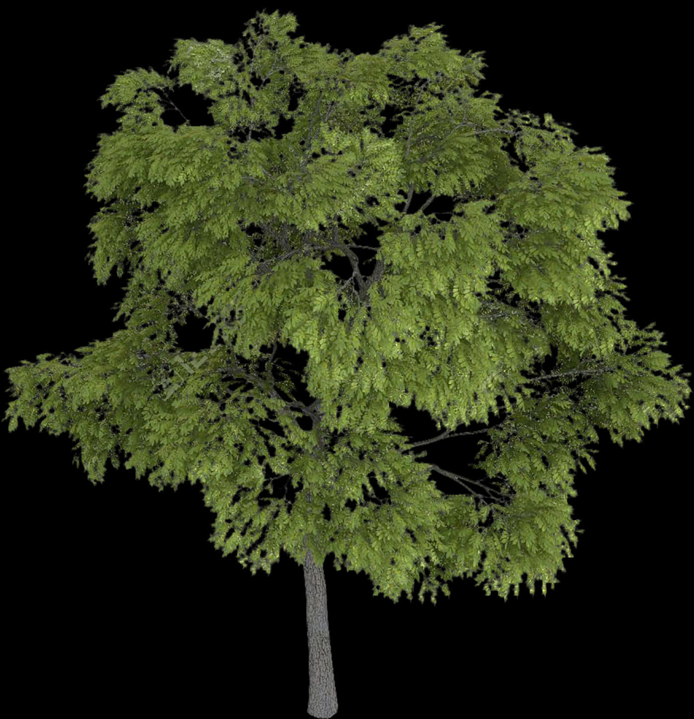 Lush Green Tree Black Background