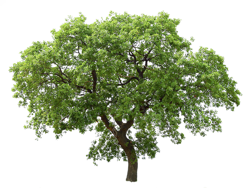 Lush Green Tree Isolatedon Transparent Background.png