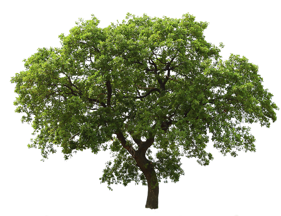 Lush Green Tree Transparent Background.png