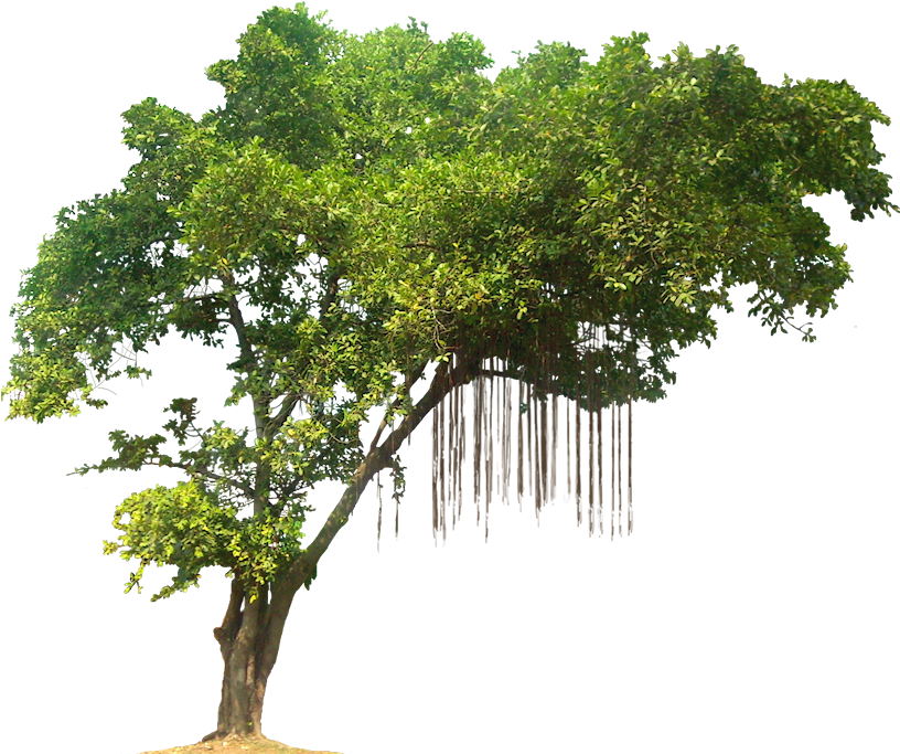 Lush Green Treewith Hanging Roots.png