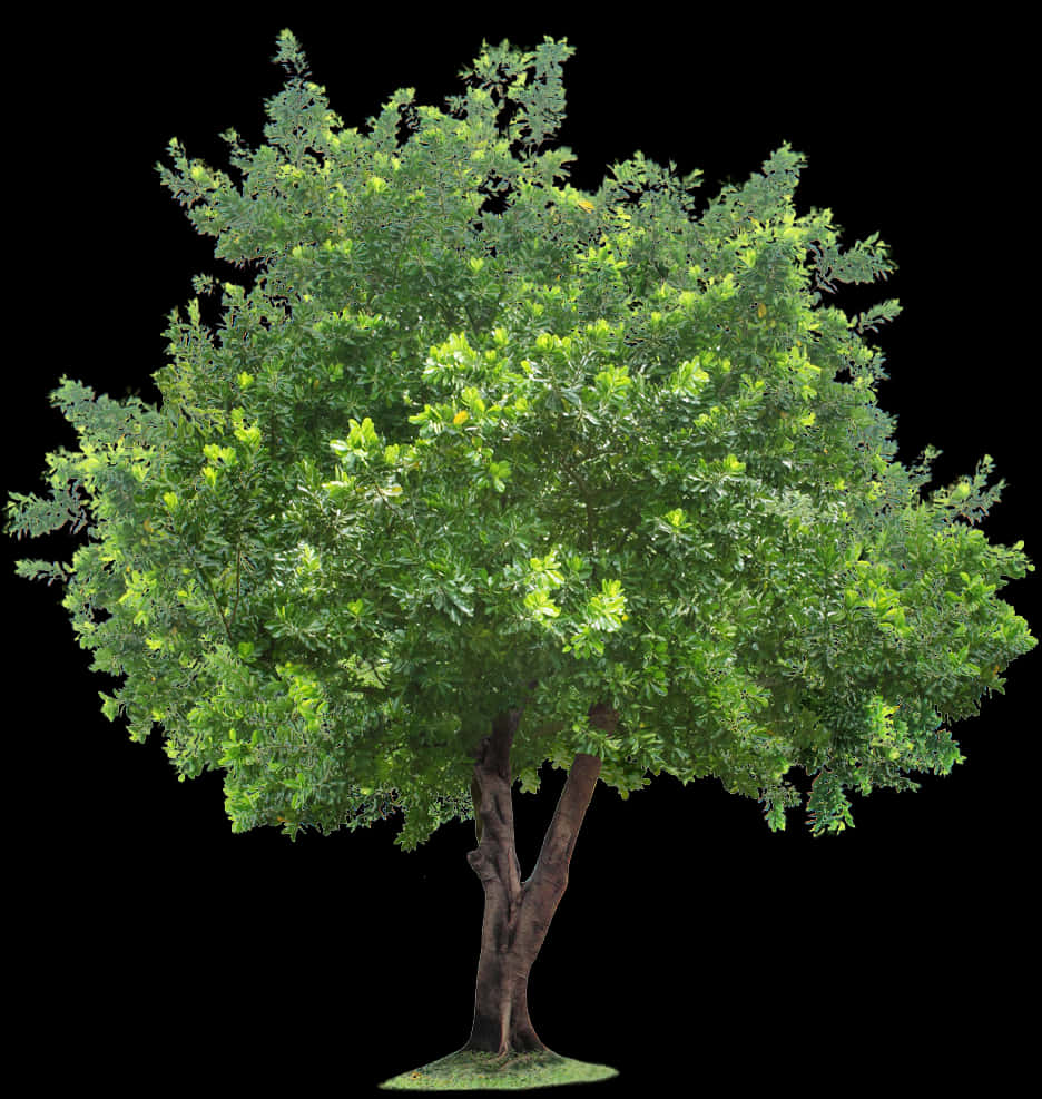 Lush Green Treewith Visible Roots.png